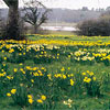 Exbury Gardens