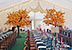 Trees inside marquees
