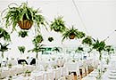 Marquee with hanging foliage